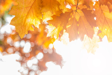 High key autumn leaves background