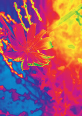 Chicory flower. Thermal imager effect