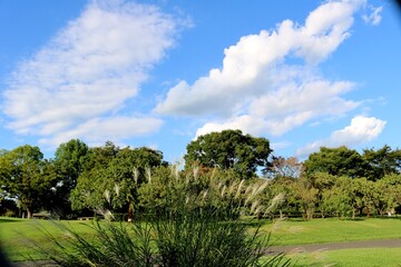 Fototapeta premium 秋の日とすすき 風景 空
