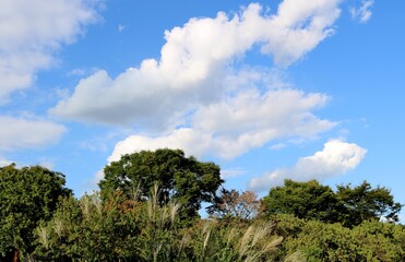 秋の日とすすき　風景　空