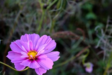 花　野原のコスモス　ピンク　癒し