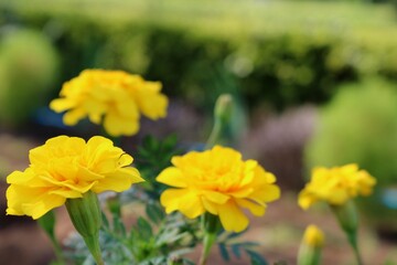 花　マリーゴールド　秋