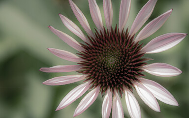 close up of a pink flower