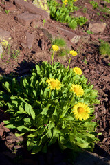Doronicum Grandiflorum flowers in Pyrenees