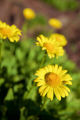 Doronicum Grandiflorum flowers in Pyrenees