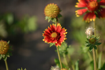 Bright Gaillardia on a blurry background