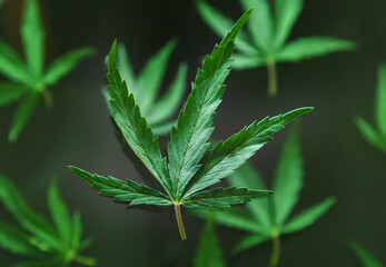 Cannabis green hemp leaf levitation on black background. Medical marijuana plant Cannabis Sativa pattern. Weed ganja legalize smoking drug concept.