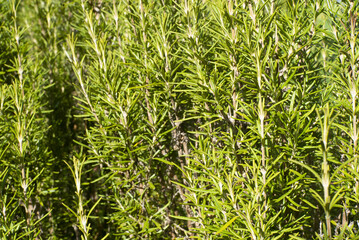detail of rosemary plant