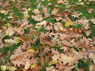 autumn leaves on the ground