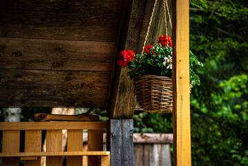 Fototapeta na wymiar A raffia vase hanging from a wooden roof bearing fantastic and colorful red geraniums