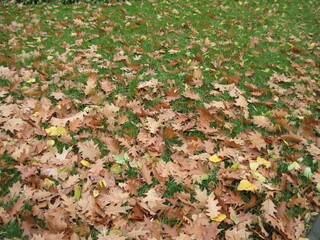autumn leaves in the grass