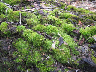 green moss on the stone