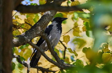 A bird perched on a tree branch