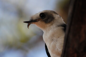 White-crested Helmetshrike (Prionops plumatus) with bill deformity
