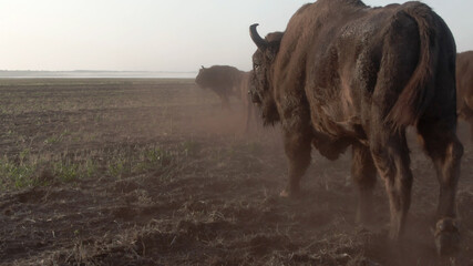 European bison. Wild animal ai sunrise. Big bull. Bison bonasus