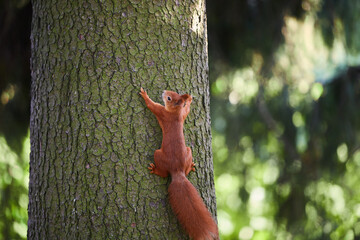 A squirrel standing in front of a tree