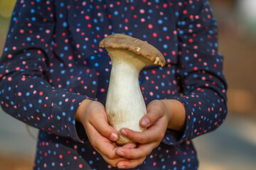 Steppe white mushroom -pleurotus eryngii in the hands of a little pretty girl, close-up shot,...