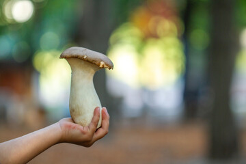 Steppe white mushroom -pleurotus eryngii in the hands of a little pretty girl, close-up shot,...
