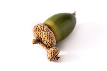 Acorns isolated on white background