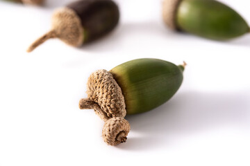 Acorns isolated on white background