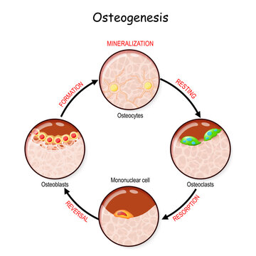 Bone Remodeling. Describe A Process Of Ossification.