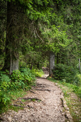 Beautiful green path in the forest near Black Lake or Crno jezero on mount Durmitor near Zabljak city in northern Montenegro.