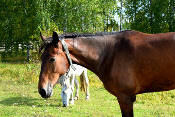 horse in the field