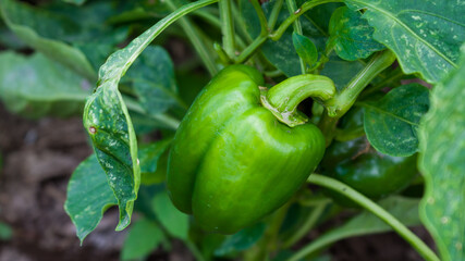 Green young Paprika vegetables fruit or (Capsicum annuum L.) close up shots directly from the garden.