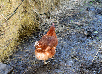 chickens on the farm