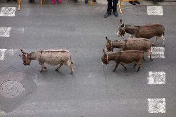 animals parading down the street seen from above