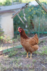 brown free-range hen loose in the field