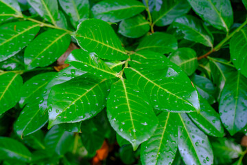 raindrops on green smooth leaves close-up. Natural background. Copy space. Ecology, bio, organic, medical concept
