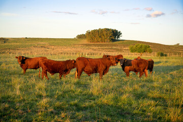 Red Santa Gertrudis bull herd on a pasture in Uruguay