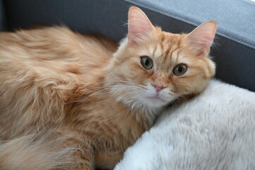 ソファでくつろぐ猫（マンチカン）