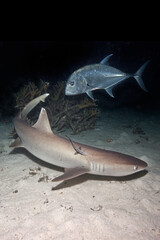 Fototapeta premium shark on a night dive 
