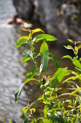 Obraz premium green leaves on a branch