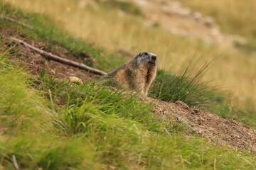 Naklejka na ściany i meble marmot in the mountains