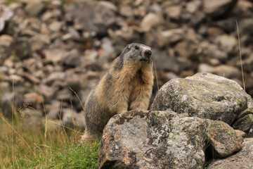 marmot in the mountains