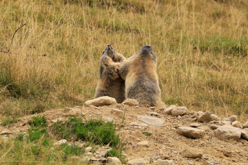 Wild Marmots fighting