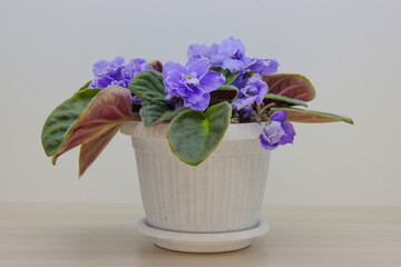 Indoor flowers violet in a pot.