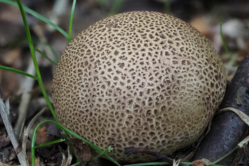 Kartoffel- oder Hartbovist (Scleroderma) 