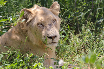 White lion lying in kruger park