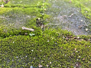 green moss on the ground