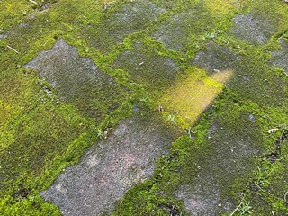 green moss on the stone wall