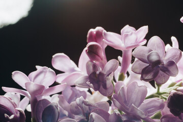 close-up of lilac flowers on a black background