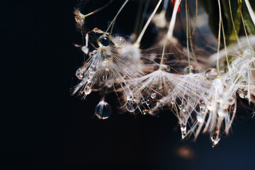 close-up of white dandelion fluff with water drops
