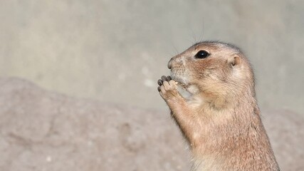 Close-up of black-tailed prairie dog (Cynomys ludovicianus) eating