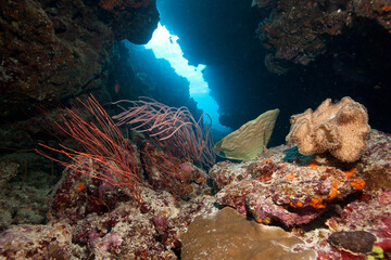 Naklejka na ściany i meble Underwater Coral reef 