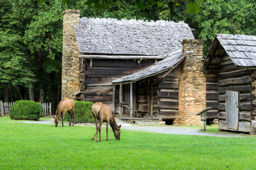 Fototapeta na wymiar Elk graze in front a historic log cabin in the Great Smoky Mountains National Park. This structure is located within the park and not a privately owned property. 