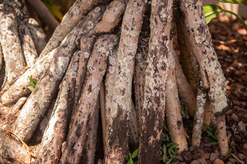 Plant in tropical environment